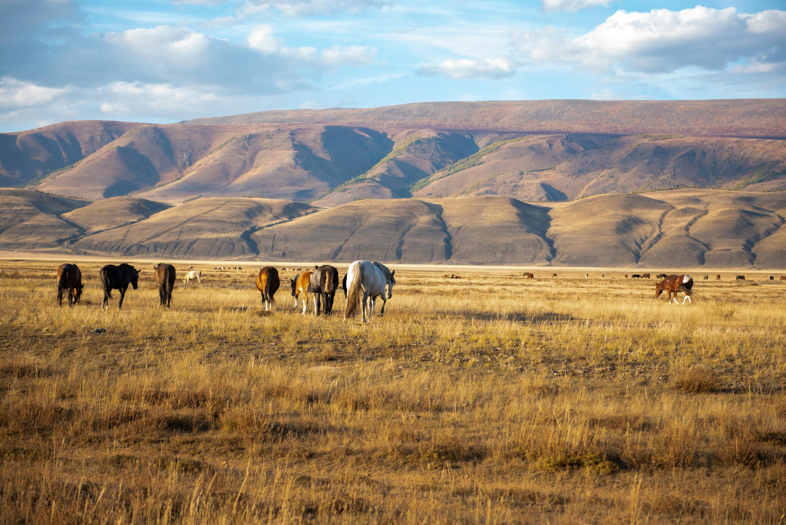 A serene herd of wild horses grazing by the Altai Mountains, Russia.