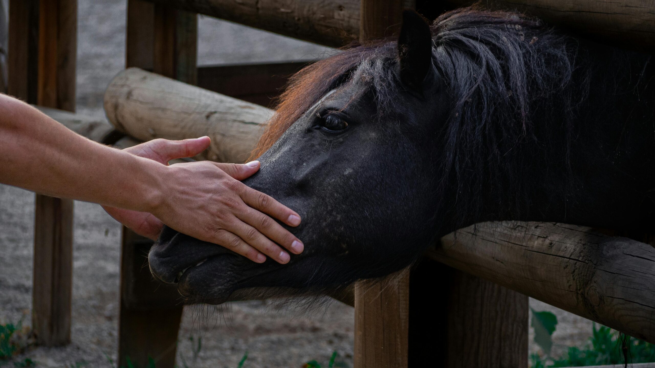 Close-up of hands gently patting a horse's head through a wooden fence.